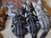 Kuld-fra-Mumindalens-Silver-Tess