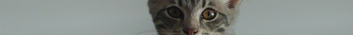 Katzenzucht v.Tabbygaard