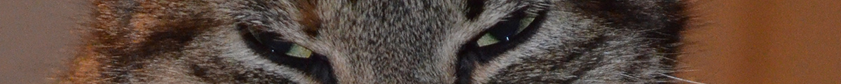 Katzenzucht v.Tabbygaard