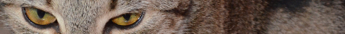 Katzenzucht v.Tabbygaard