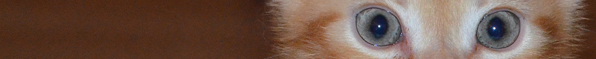Katzenzucht v.Tabbygaard
