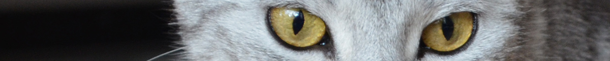 Katzenzucht v.Tabbygaard